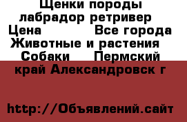 Щенки породы лабрадор ретривер › Цена ­ 8 000 - Все города Животные и растения » Собаки   . Пермский край,Александровск г.